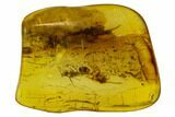 Detailed Fossil Ant (Formicidae) In Baltic Amber #120636-1
